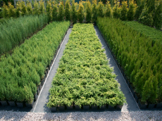 okrasné rostliny jehličnany listnaté stromy zahradní keře