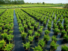 okrasné rostliny jehličnany listnaté stromy zahradní keře