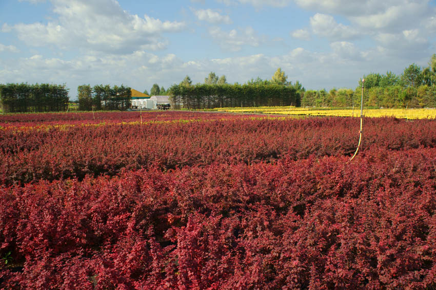 okrasné rostliny jehličnany listnaté stromy zahradní keře