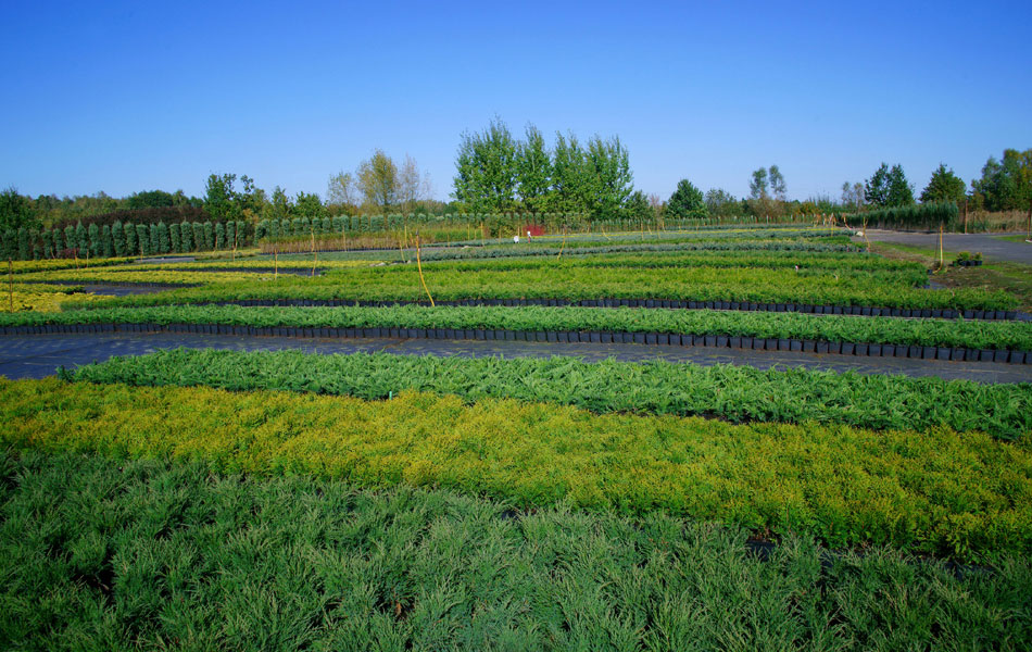 okrasné rostliny jehličnany listnaté stromy zahradní keře
