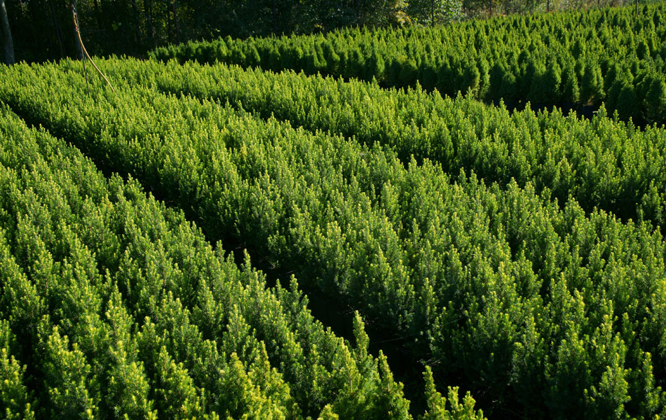 okrasné rostliny jehličnany listnaté stromy zahradní keře