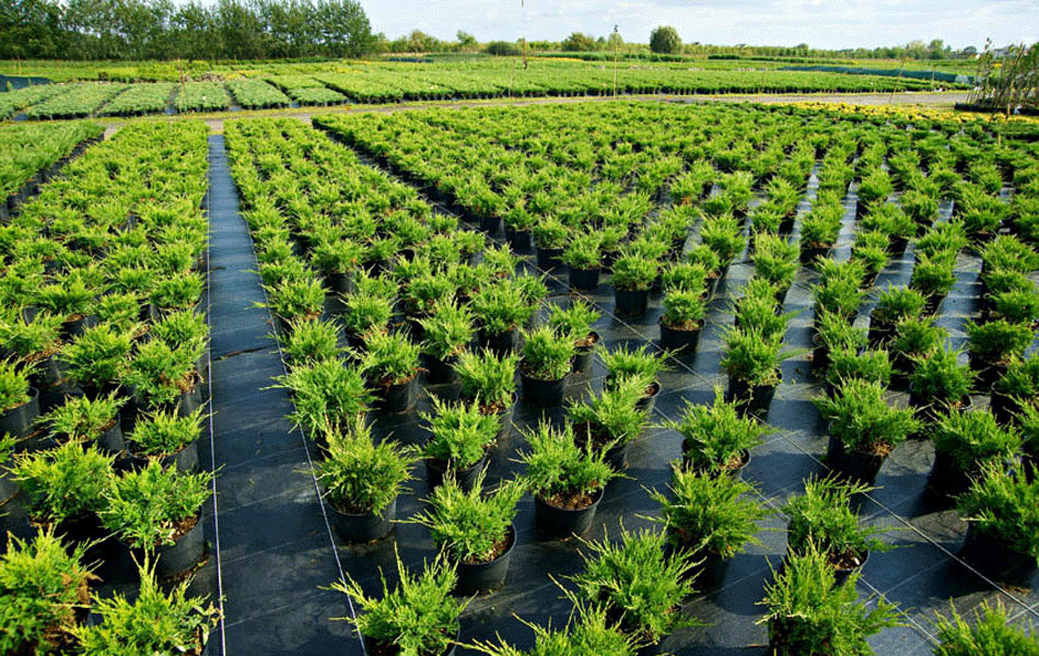 okrasné rostliny jehličnany listnaté stromy zahradní keře
