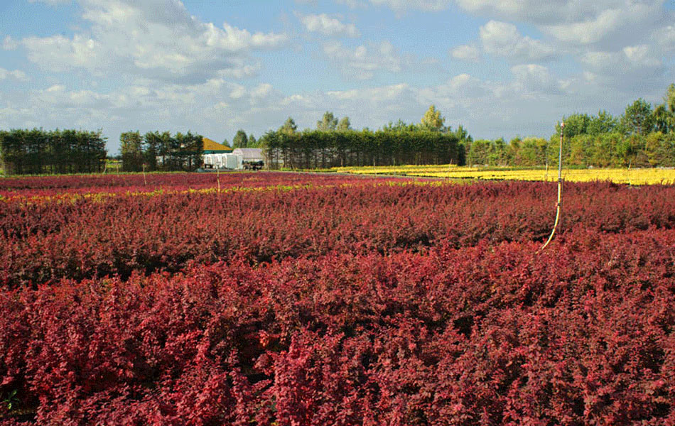 okrasné rostliny jehličnany listnaté stromy zahradní keře