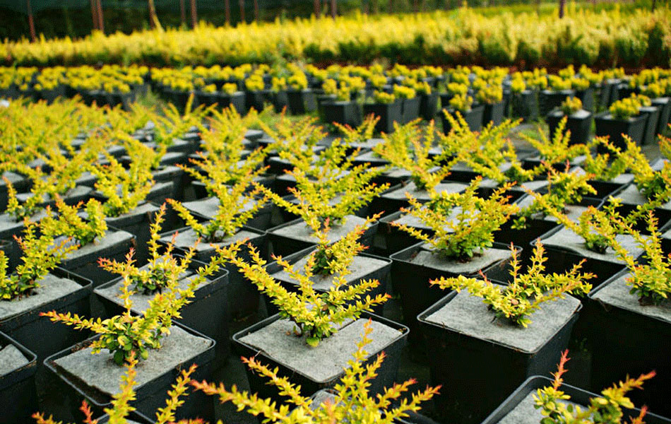 okrasné rostliny jehličnany listnaté stromy zahradní keře
