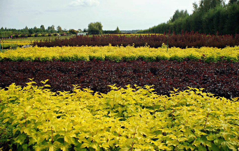 okrasné rostliny jehličnany listnaté stromy zahradní keře