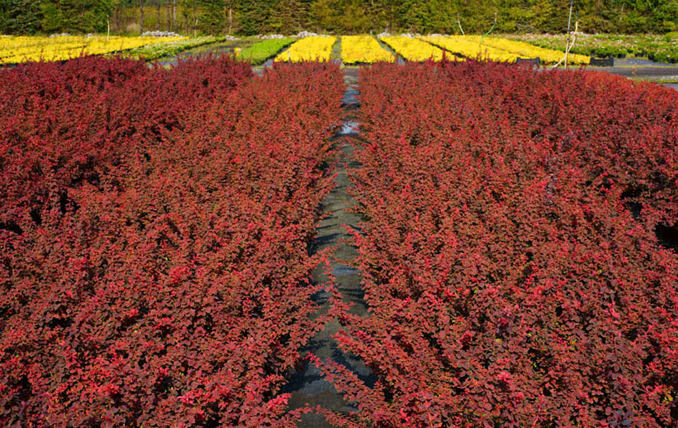 okrasné rostliny jehličnany listnaté stromy zahradní keře