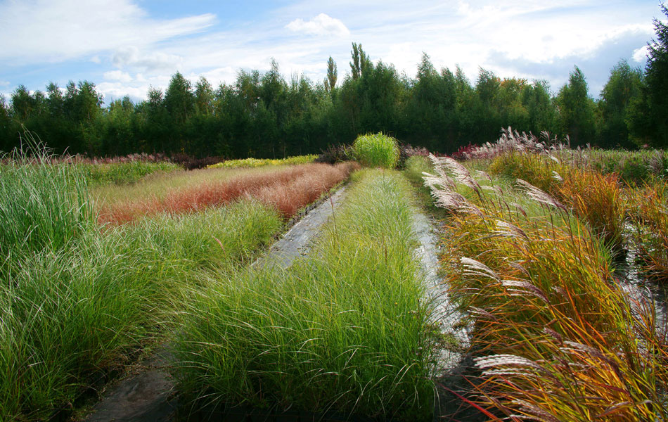 okrasné rostliny jehličnany listnaté stromy zahradní keře