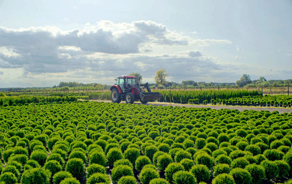 okrasné rostliny jehličnany listnaté stromy zahradní keře